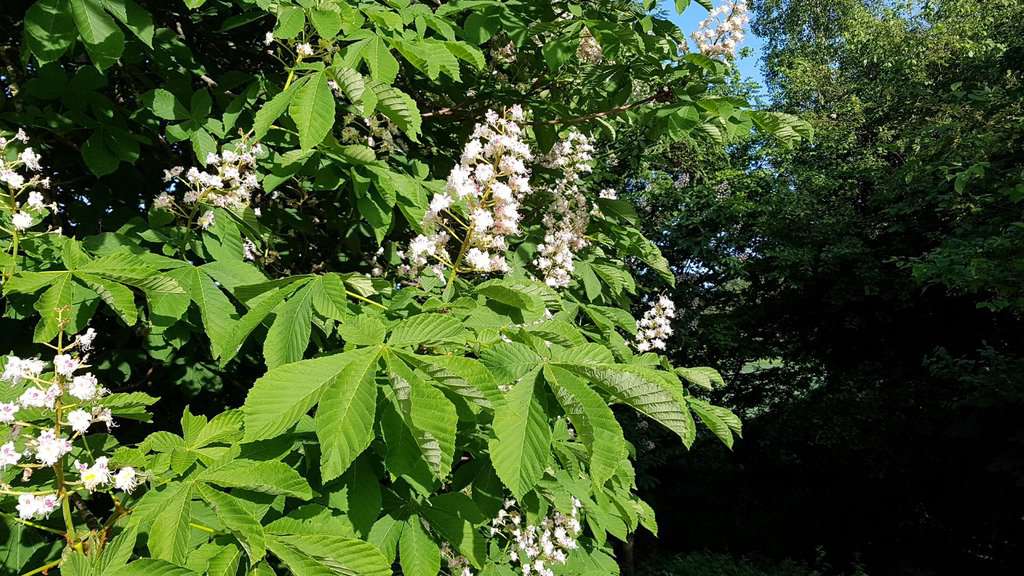 Aesculus hippocastanum 20-25 SM
